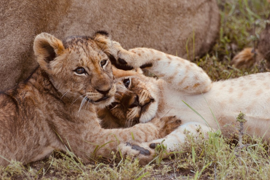 When dreams come true: Buschgeschichten aus dem Kruger Nationalpark Südafrika&nbsp;🦁🐘🐆🐃🦏
